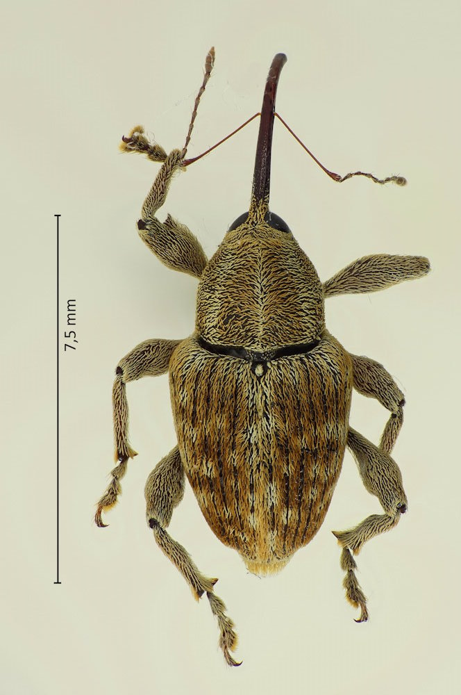 Curculio dentipes
