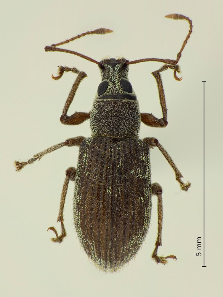 Cyrtepistomus castaneus