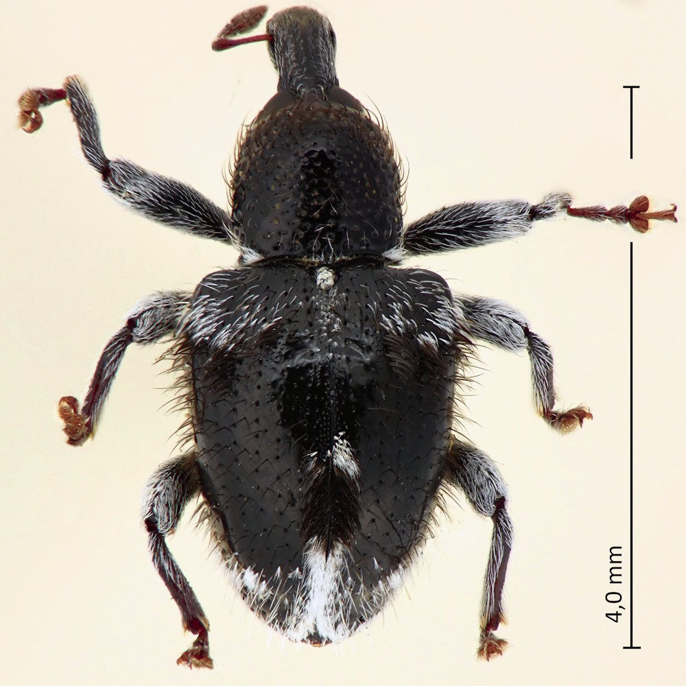 Demimaea fascicularis