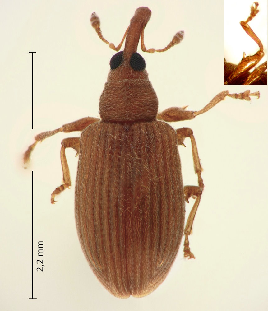 Endaeus hikosanus