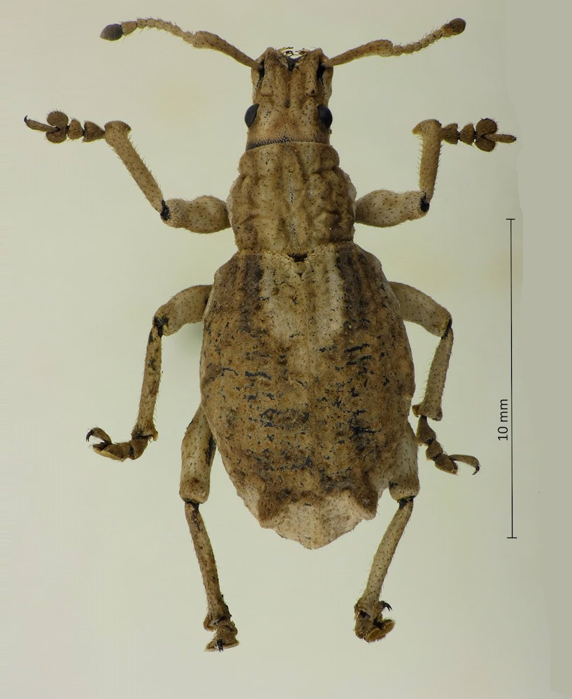 Episomus turittus