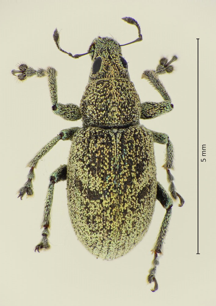 Eugnathus distinctus