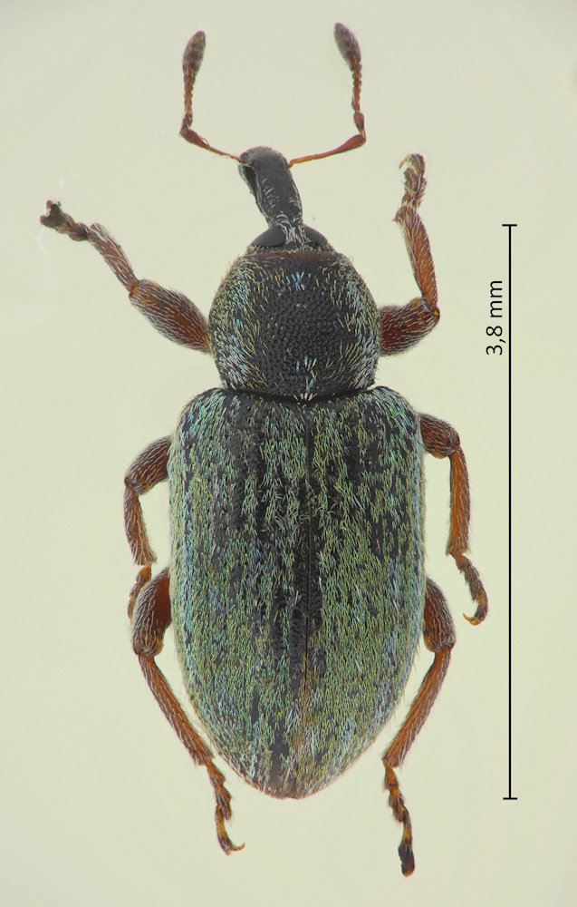 Hypera nigrirostris