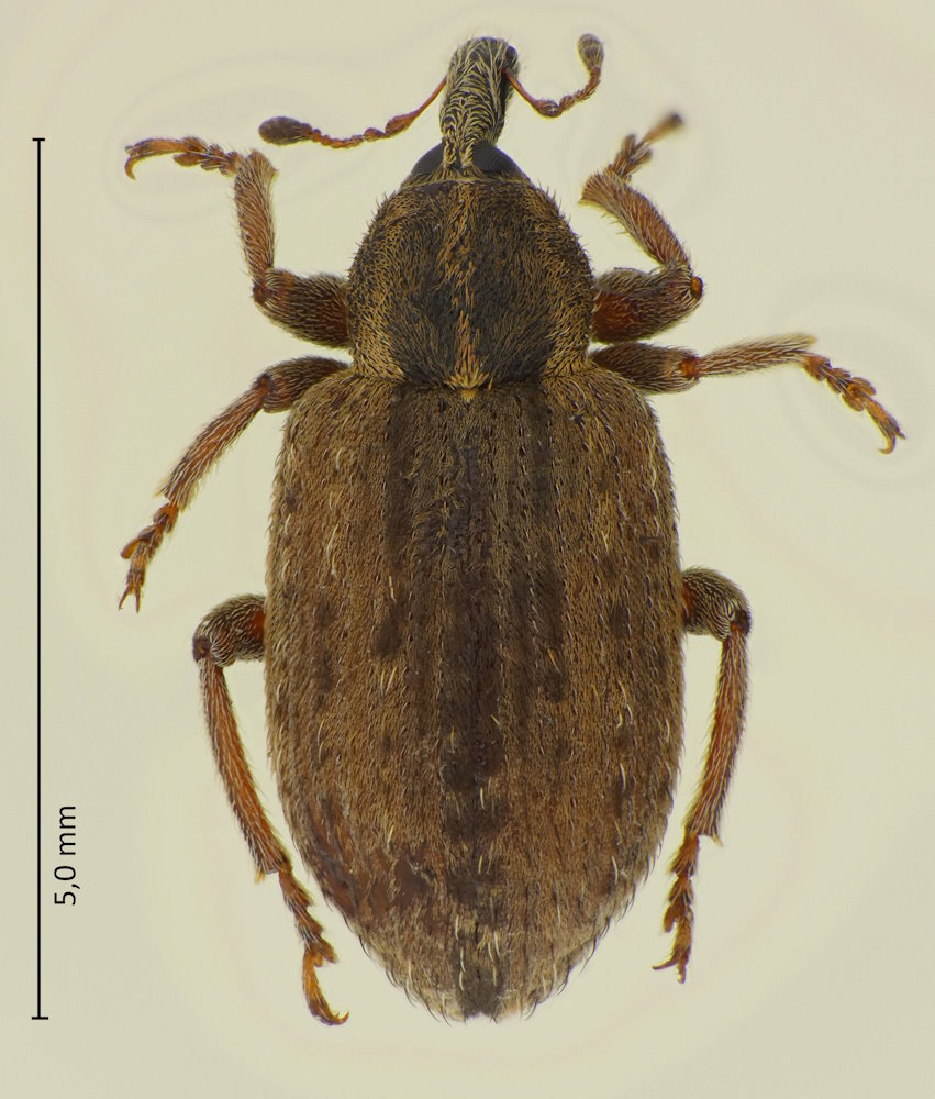 Hypera postica