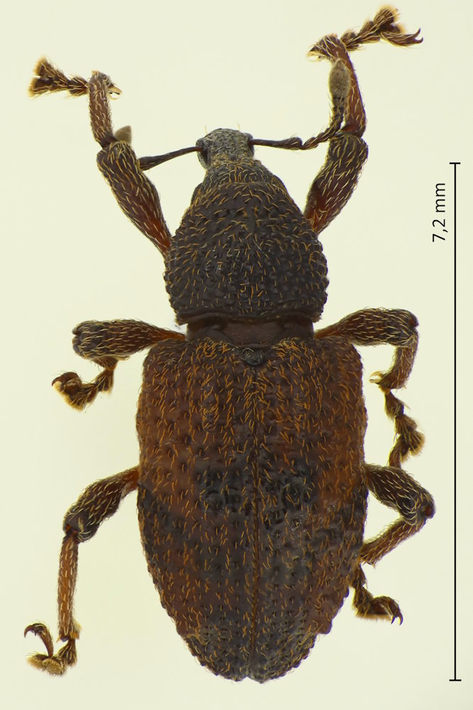 Kobuzo rectirostris