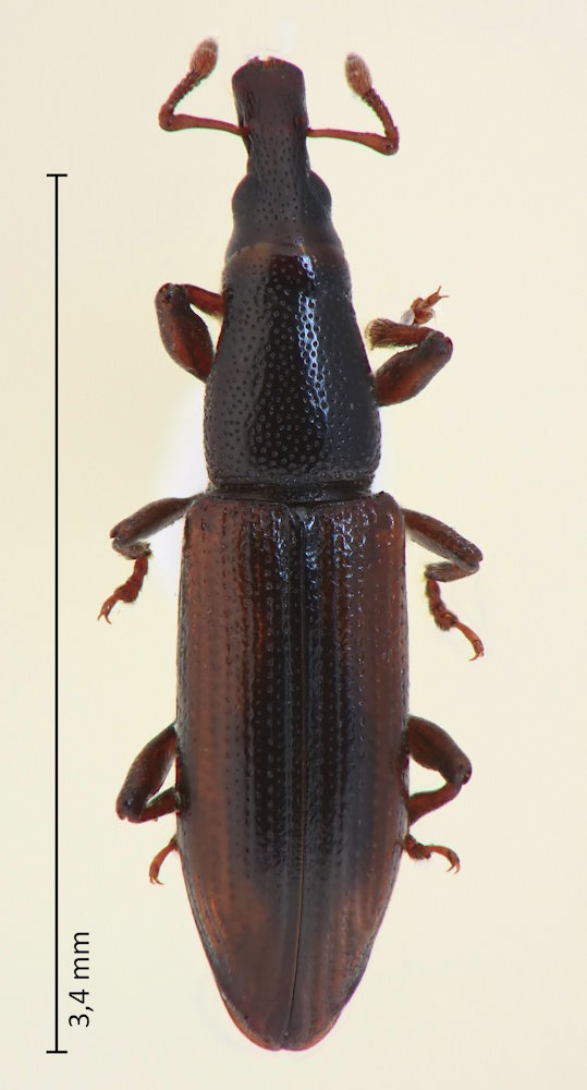 Kojimazo cf. lewisii