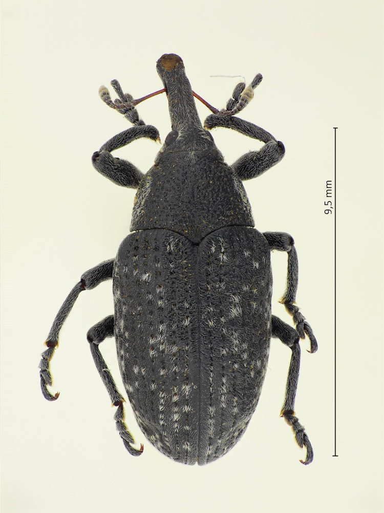 Larinus griseopilosus