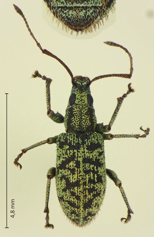 Lepidepistomodes nigromaculatus
