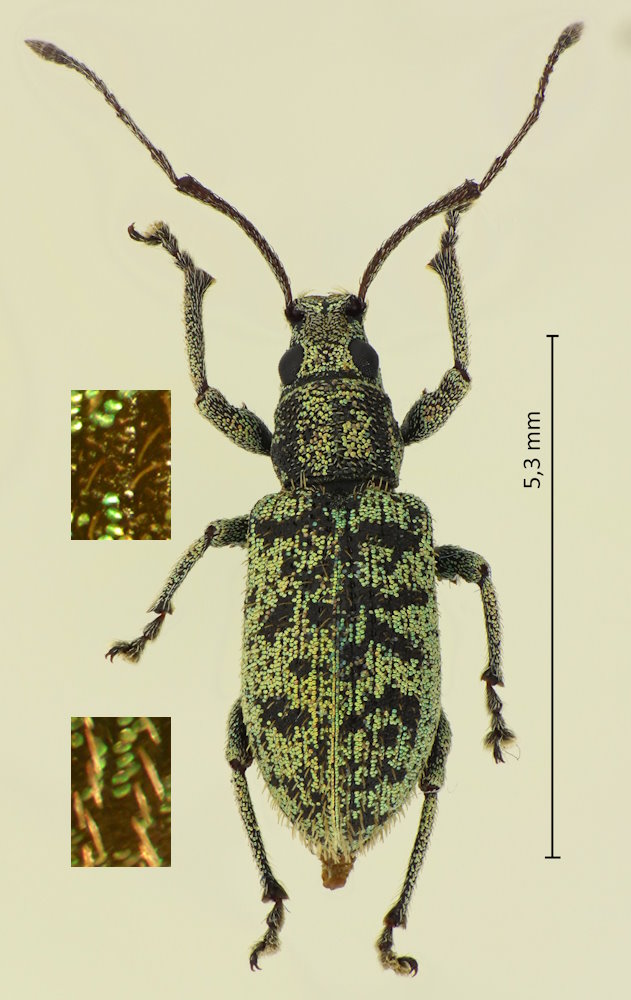 Lepidepistomodes nigromaculatus
