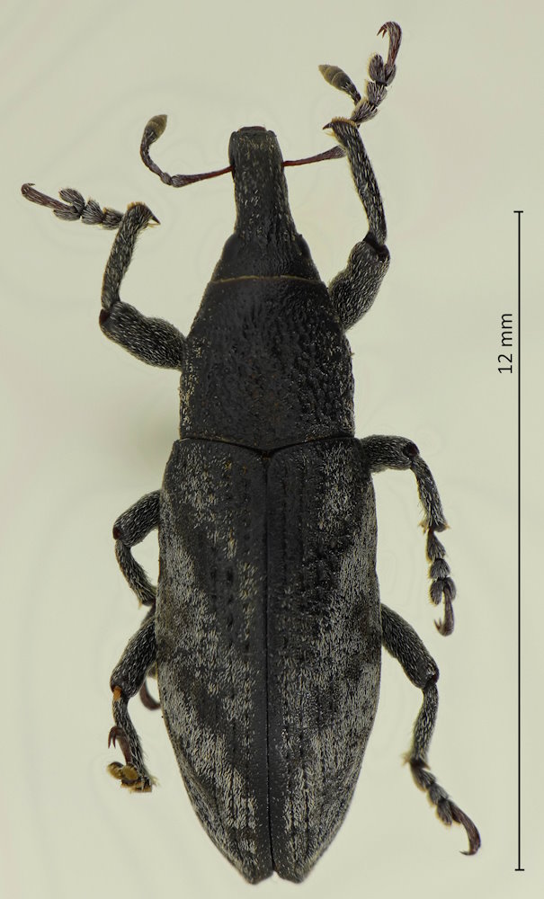 Lixus acutipennis