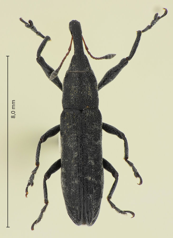 Lixus maculatus