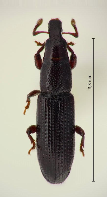Macrorhyncolus crassiusculus