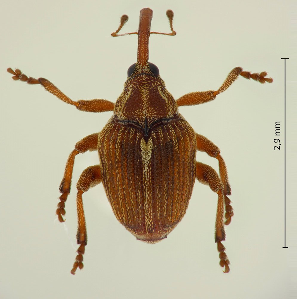 Mecysmoderes fulvus