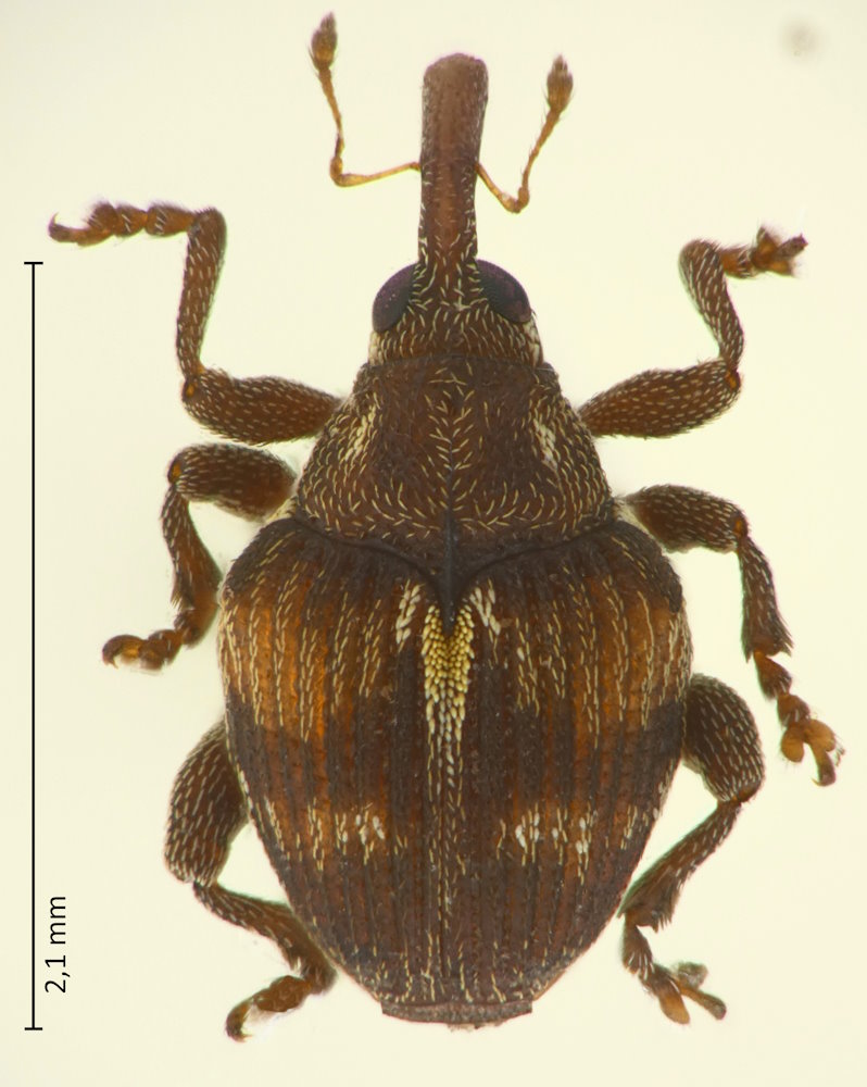 Mecysmoderes lesnei
