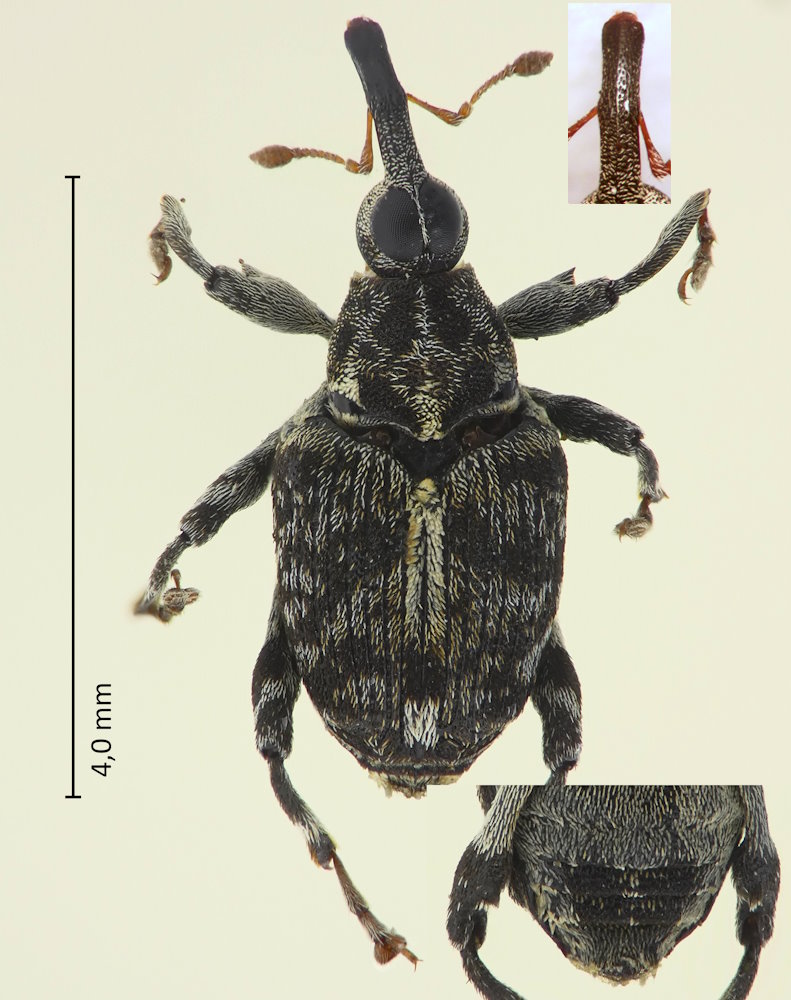 Metialma nigromaculata