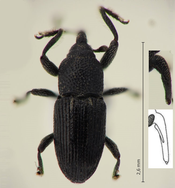 Nespilobaris parabasimaculata