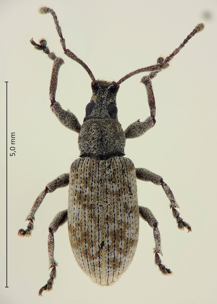 Nothomyllocerus griseus