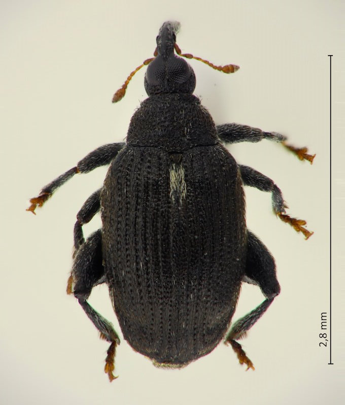 Orchestes amurensis