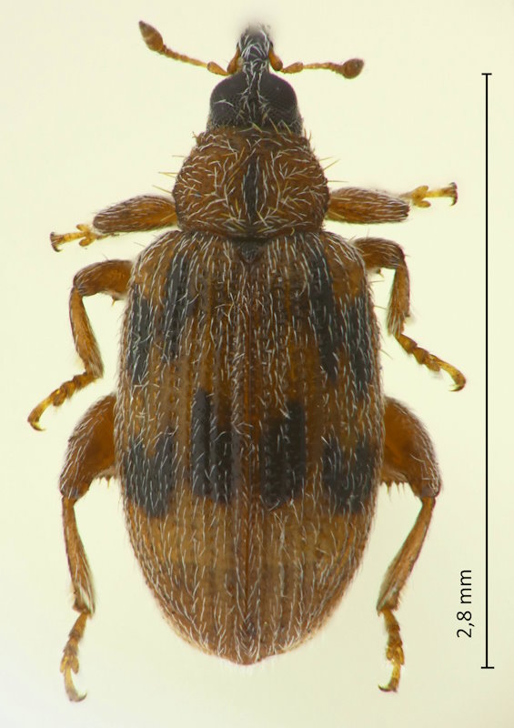 Orchestes mutabilis