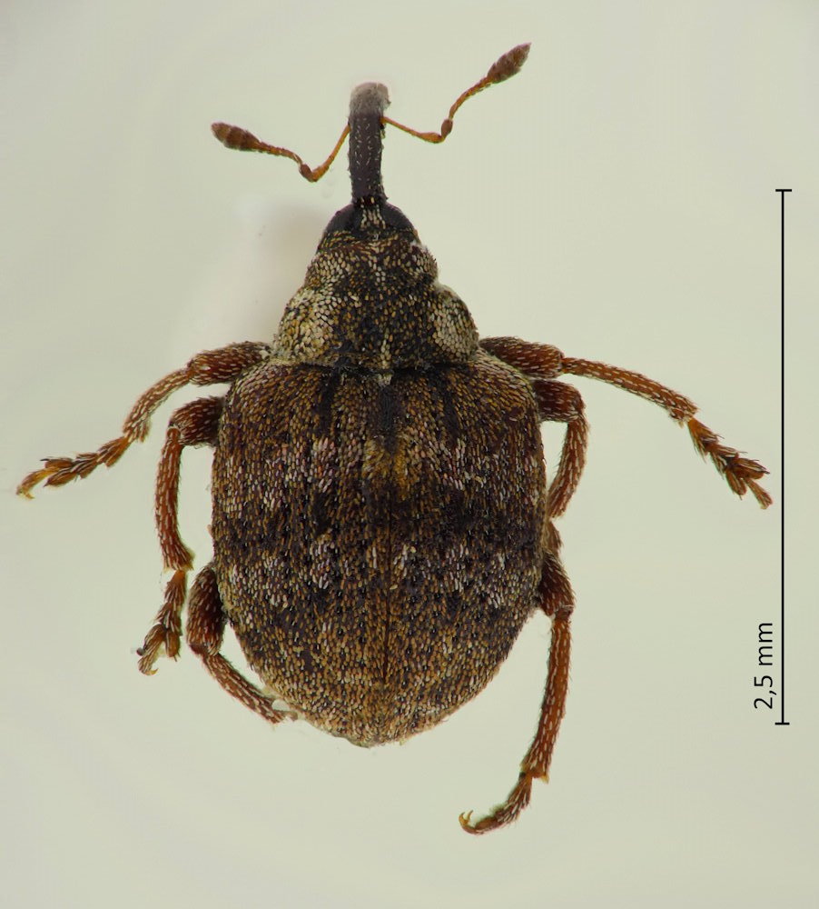Phaeopholus ornatus