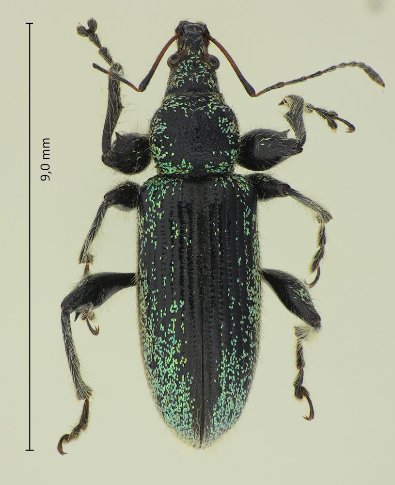 Phyllobius armatus