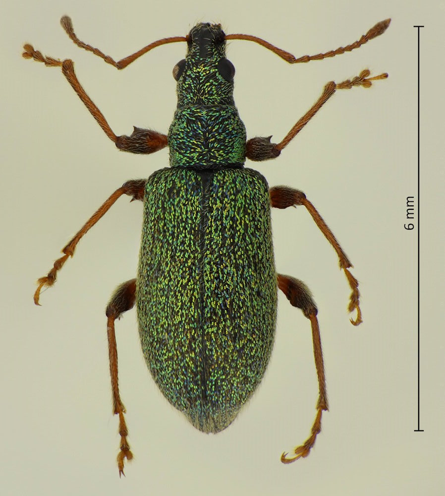 Phyllobius brevitarsis