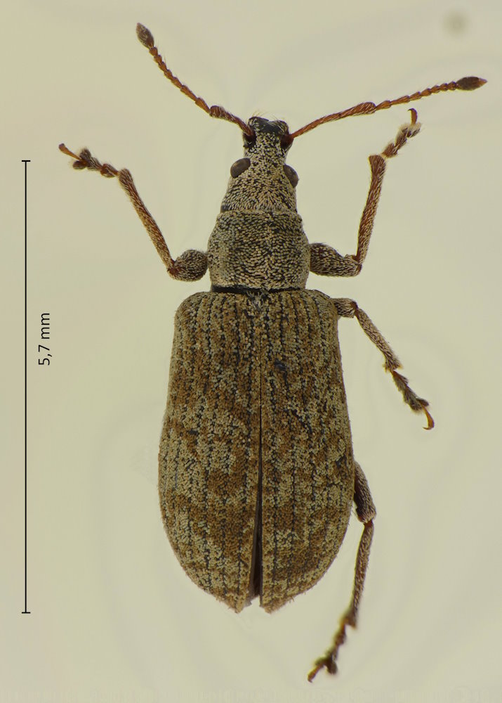 Phyllobius incomptus