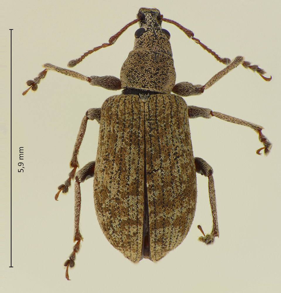 Phyllobius incomptus