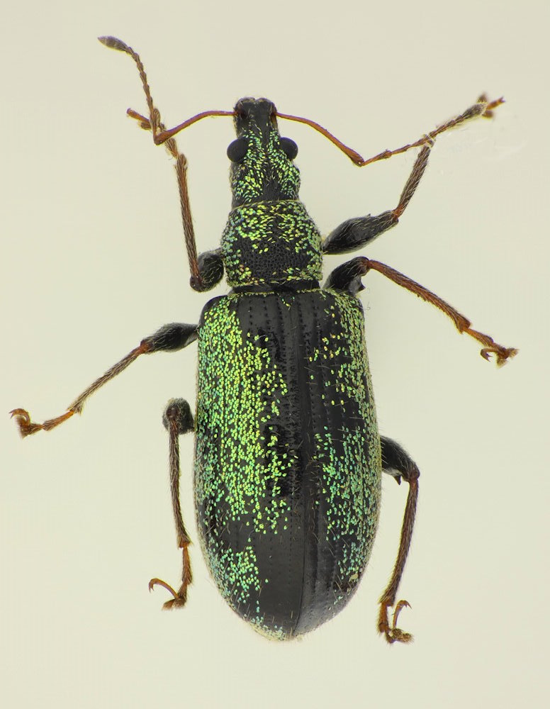 Phyllobius picipes (Männchen)