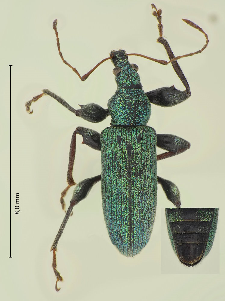 Phyllobius prolongatus