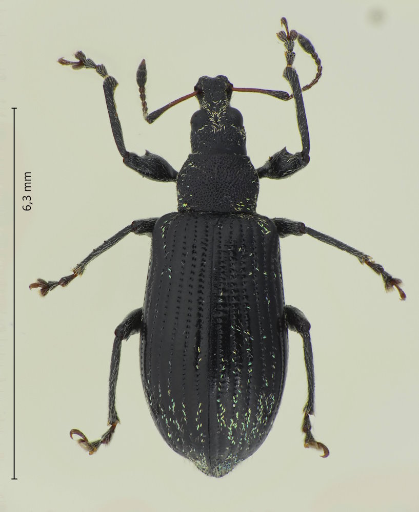 Phyllobius subnudus
