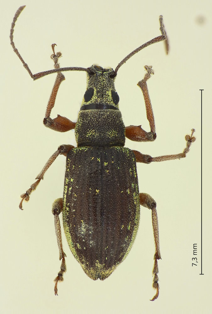 Phyllolytus variabilis