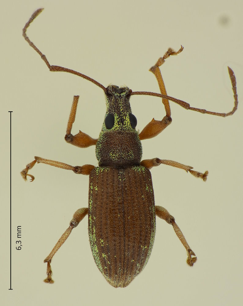 Phyllolytus variabilis