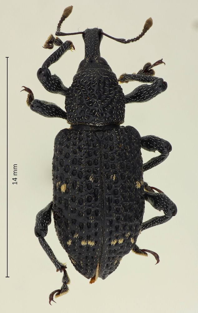Pimelocerus exsculptus
