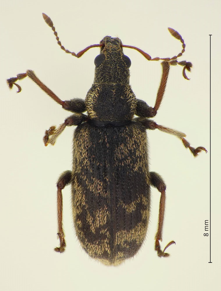 Polydrusus isshikii
