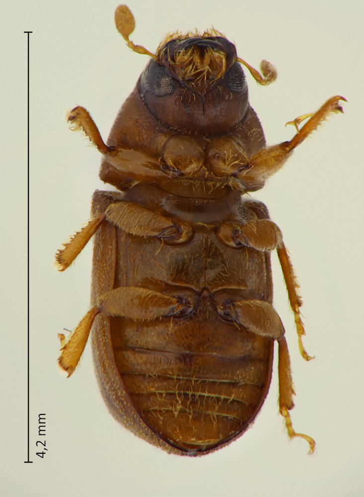 Polygraphus cf. proximus
