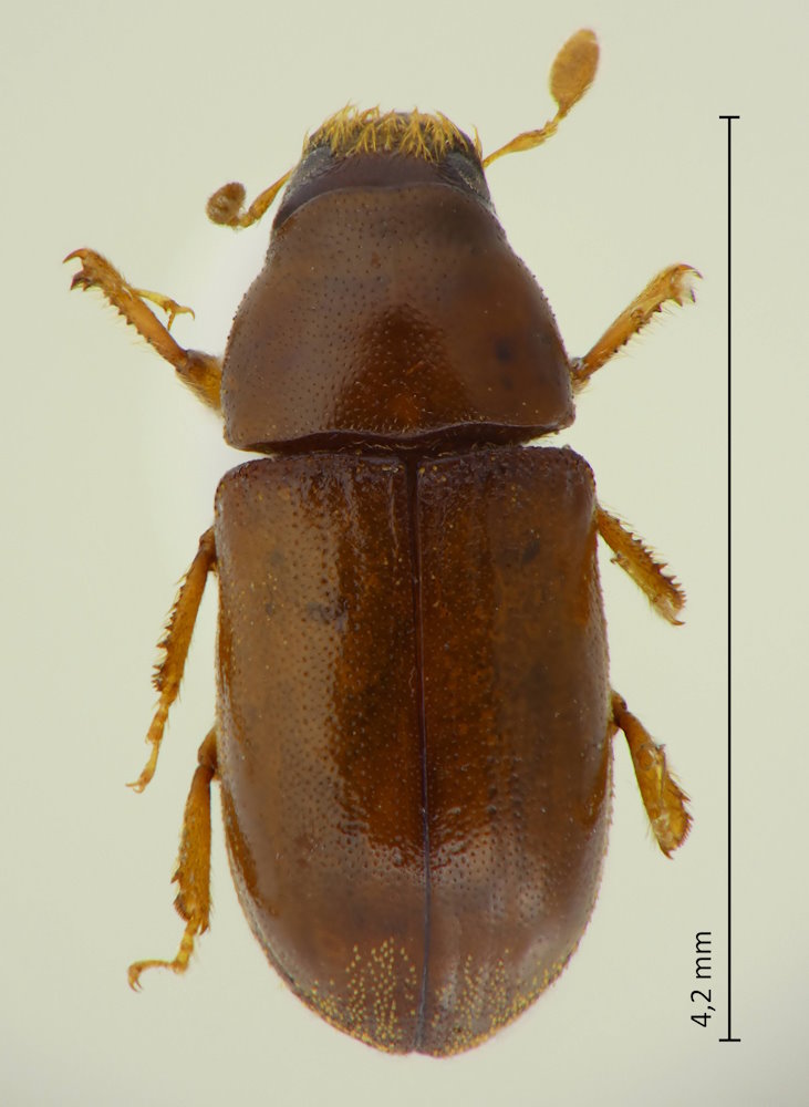 Polygraphus cf. proximus