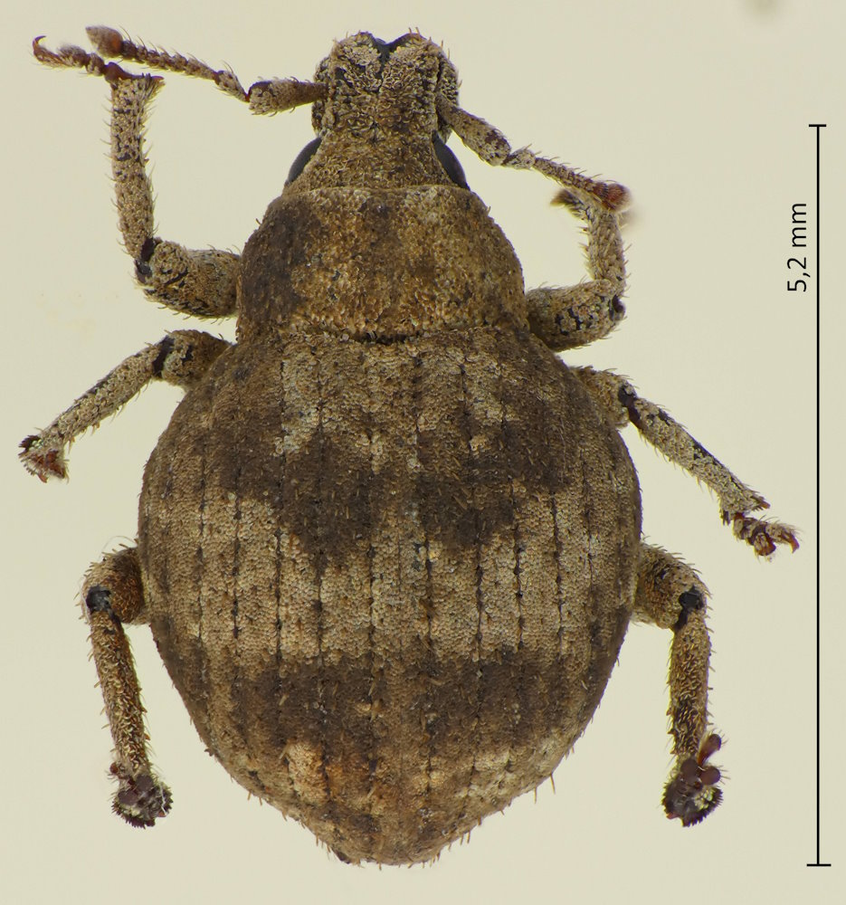 Pseudocneorhinus bifasciatus