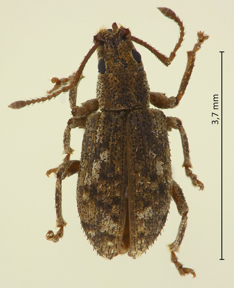 Pseudoedophrys hilleri