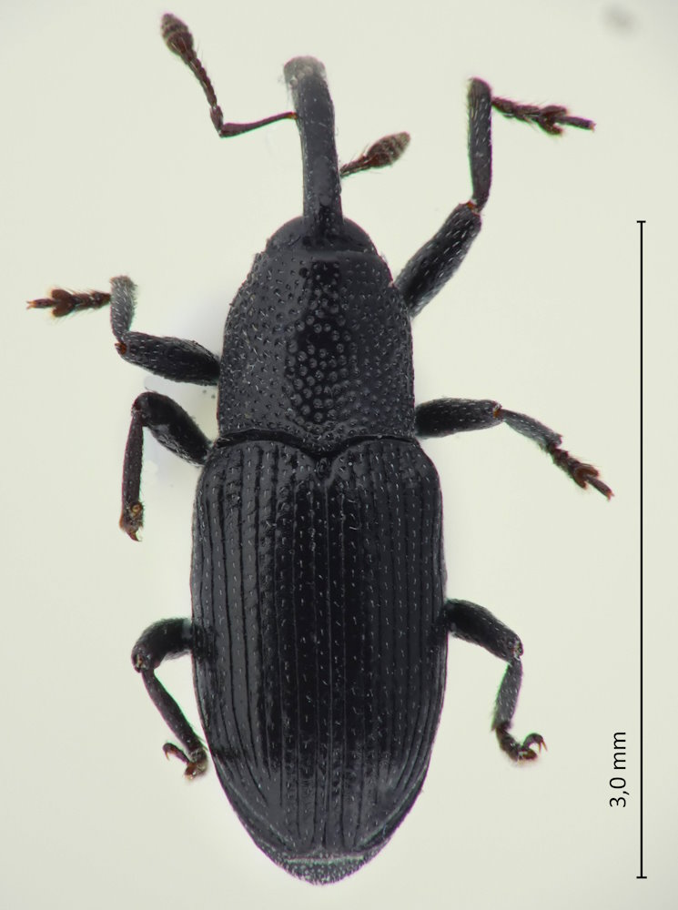 Psilarthroides czerskyi