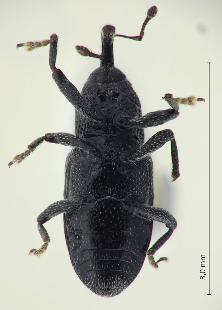 Aulacophora nigripennis