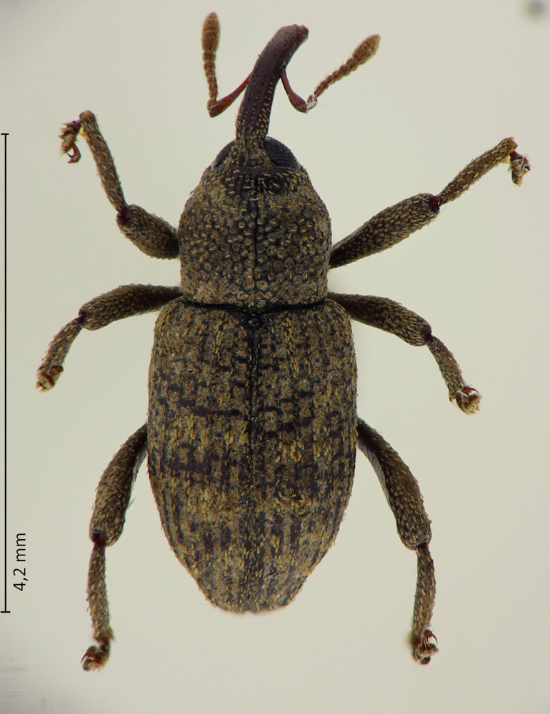 Rhadinomerus subovatus