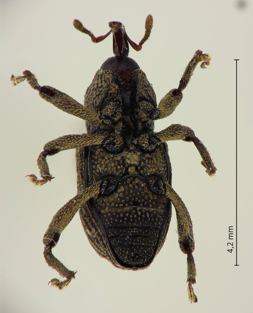Cryptorhynchus electus