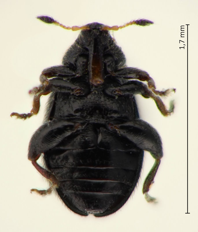 Rhamphus hisamatsui
