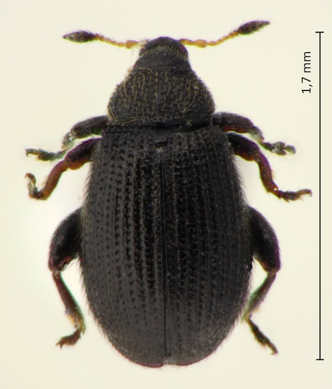 Rhamphus hisamatsui