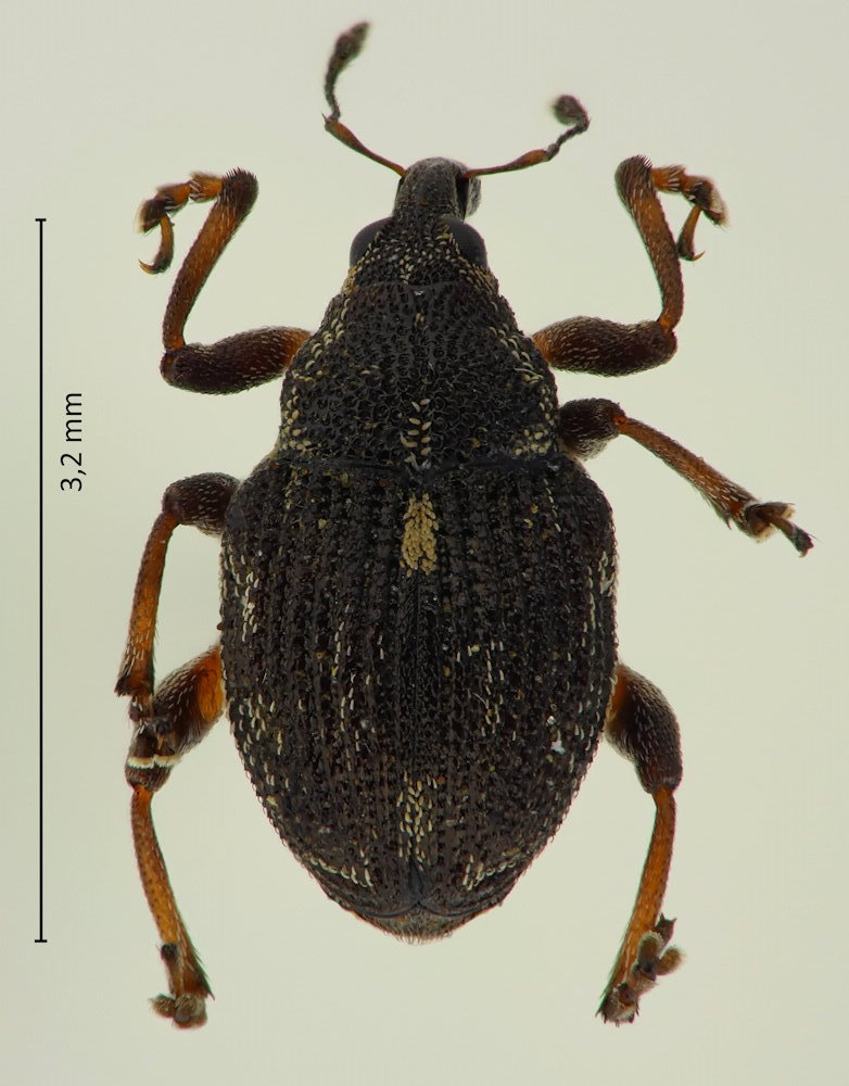 Rhinoncus cribricollis