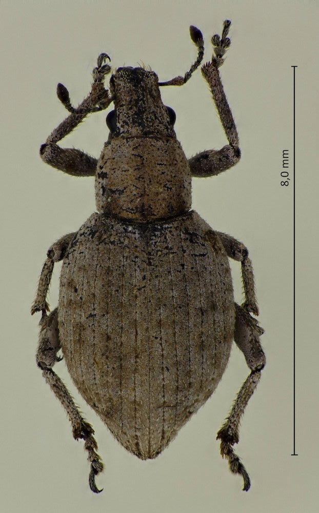 Scepticus griseus