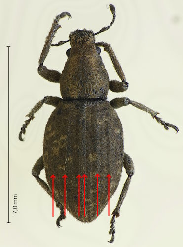 Scepticus insularis
