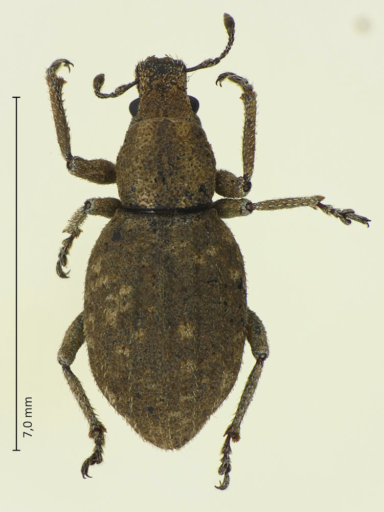 Scepticus insularis