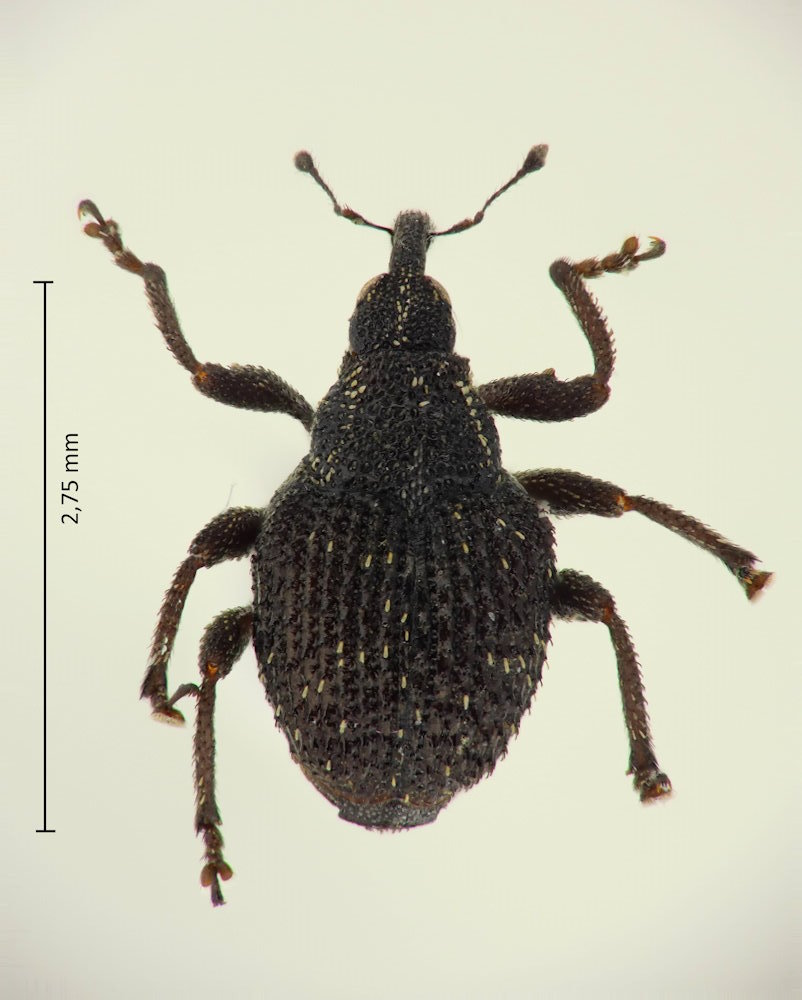 Scleropteroides hypocrita